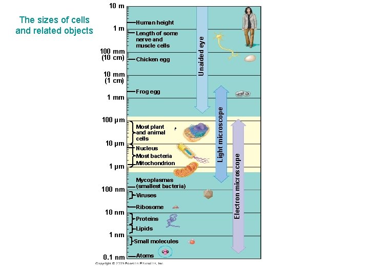 10 m Length of some nerve and muscle cells Chicken egg 10 mm (1 10 m Length of some nerve and muscle cells Chicken egg 10 mm (1