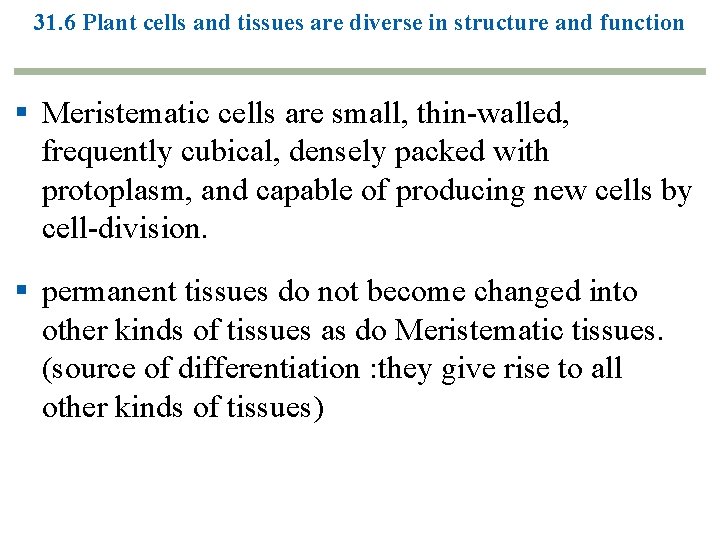 31. 6 Plant cells and tissues are diverse in structure and function § Meristematic 31. 6 Plant cells and tissues are diverse in structure and function § Meristematic
