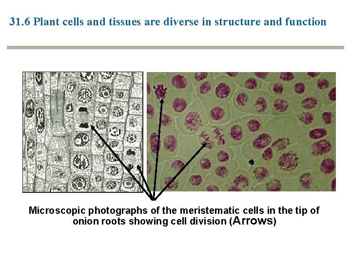 31. 6 Plant cells and tissues are diverse in structure and function Microscopic photographs 31. 6 Plant cells and tissues are diverse in structure and function Microscopic photographs