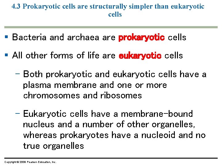 4. 3 Prokaryotic cells are structurally simpler than eukaryotic cells § Bacteria and archaea 4. 3 Prokaryotic cells are structurally simpler than eukaryotic cells § Bacteria and archaea