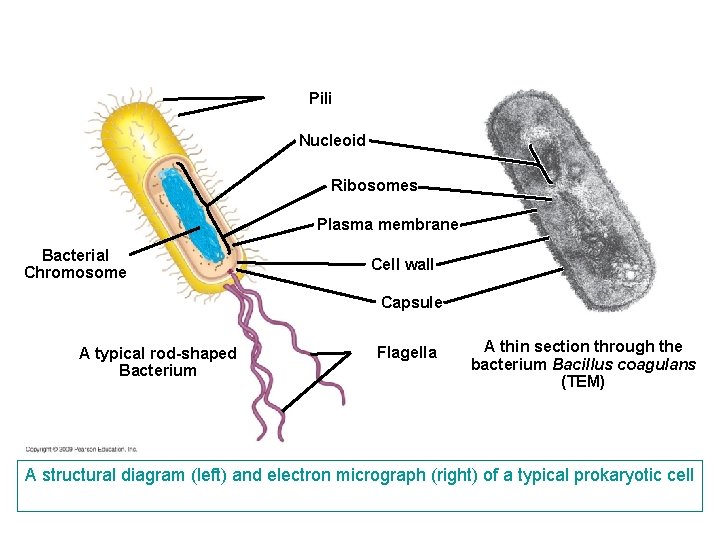 Pili Nucleoid Ribosomes Plasma membrane Bacterial Chromosome Cell wall Capsule A typical rod-shaped Bacterium Pili Nucleoid Ribosomes Plasma membrane Bacterial Chromosome Cell wall Capsule A typical rod-shaped Bacterium