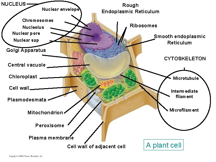 NUCLEUS Nuclear envelope Rough Endoplasmic Reticulum Chromosomes Ribosomes Nucleolus Nuclear pore Smooth endoplasmic Reticulum NUCLEUS Nuclear envelope Rough Endoplasmic Reticulum Chromosomes Ribosomes Nucleolus Nuclear pore Smooth endoplasmic Reticulum