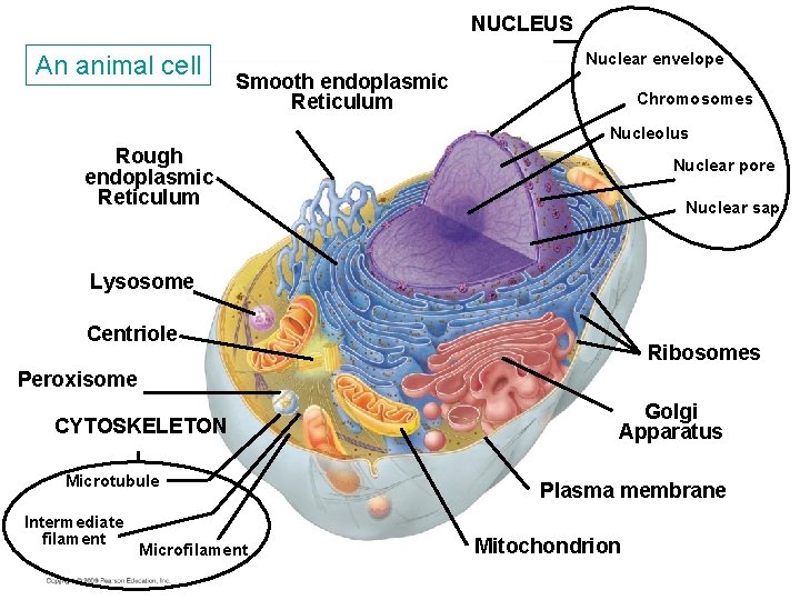 NUCLEUS An animal cell Nuclear envelope Smooth endoplasmic Reticulum Chromosomes Nucleolus Rough endoplasmic Reticulum NUCLEUS An animal cell Nuclear envelope Smooth endoplasmic Reticulum Chromosomes Nucleolus Rough endoplasmic Reticulum