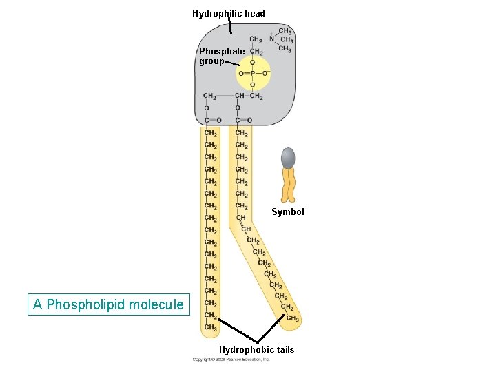 Hydrophilic head Phosphate group Symbol A Phospholipid molecule Hydrophobic tails Hydrophilic head Phosphate group Symbol A Phospholipid molecule Hydrophobic tails