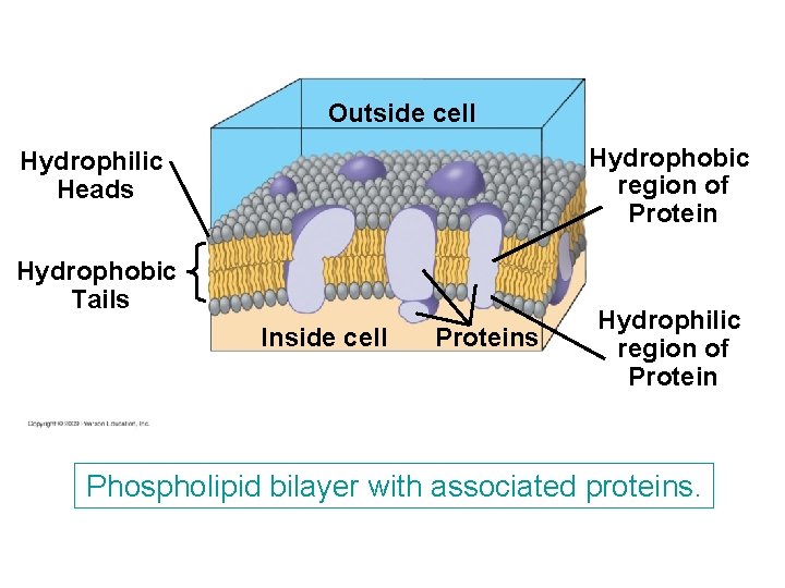 Outside cell Hydrophobic region of Protein Hydrophilic Heads Hydrophobic Tails Inside cell Proteins Hydrophilic Outside cell Hydrophobic region of Protein Hydrophilic Heads Hydrophobic Tails Inside cell Proteins Hydrophilic