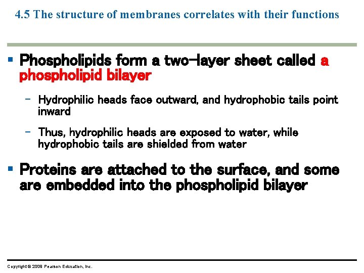 4. 5 The structure of membranes correlates with their functions § Phospholipids form a 4. 5 The structure of membranes correlates with their functions § Phospholipids form a