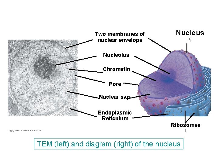Two membranes of nuclear envelope Nucleus ﺍ Nucleolus Chromatin Pore Nuclear sap Endoplasmic Reticulum Two membranes of nuclear envelope Nucleus ﺍ Nucleolus Chromatin Pore Nuclear sap Endoplasmic Reticulum