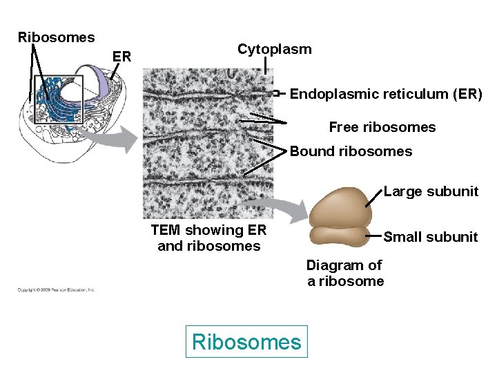 Ribosomes ER Cytoplasm Endoplasmic reticulum (ER) Free ribosomes Bound ribosomes Large subunit TEM showing Ribosomes ER Cytoplasm Endoplasmic reticulum (ER) Free ribosomes Bound ribosomes Large subunit TEM showing