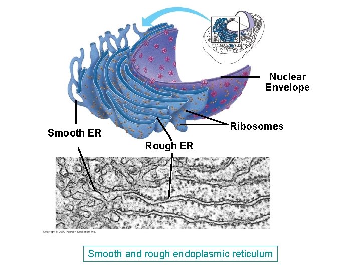 Nuclear Envelope Ribosomes Smooth ER Rough ER Smooth and rough endoplasmic reticulum Nuclear Envelope Ribosomes Smooth ER Rough ER Smooth and rough endoplasmic reticulum