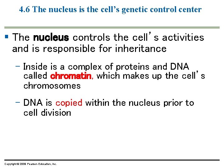 4. 6 The nucleus is the cell’s genetic control center § The nucleus controls 4. 6 The nucleus is the cell’s genetic control center § The nucleus controls