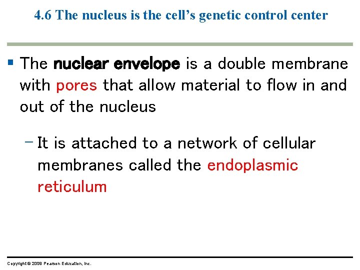4. 6 The nucleus is the cell’s genetic control center § The nuclear envelope 4. 6 The nucleus is the cell’s genetic control center § The nuclear envelope