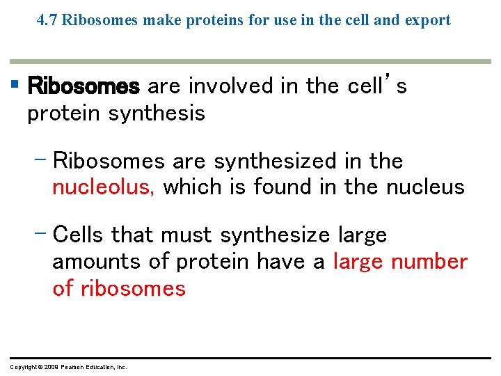 4. 7 Ribosomes make proteins for use in the cell and export § Ribosomes 4. 7 Ribosomes make proteins for use in the cell and export § Ribosomes