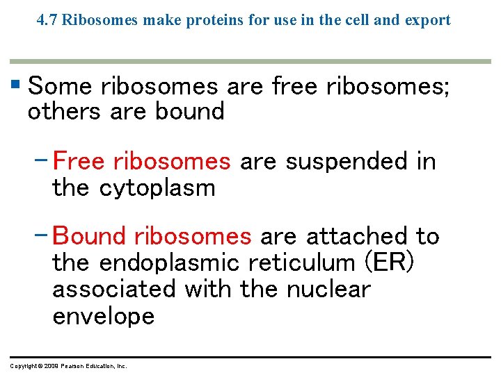 4. 7 Ribosomes make proteins for use in the cell and export § Some 4. 7 Ribosomes make proteins for use in the cell and export § Some