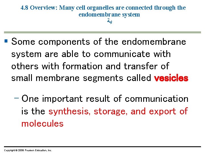 4. 8 Overview: Many cell organelles are connected through the endomembrane system ﻳﺔ § 4. 8 Overview: Many cell organelles are connected through the endomembrane system ﻳﺔ §