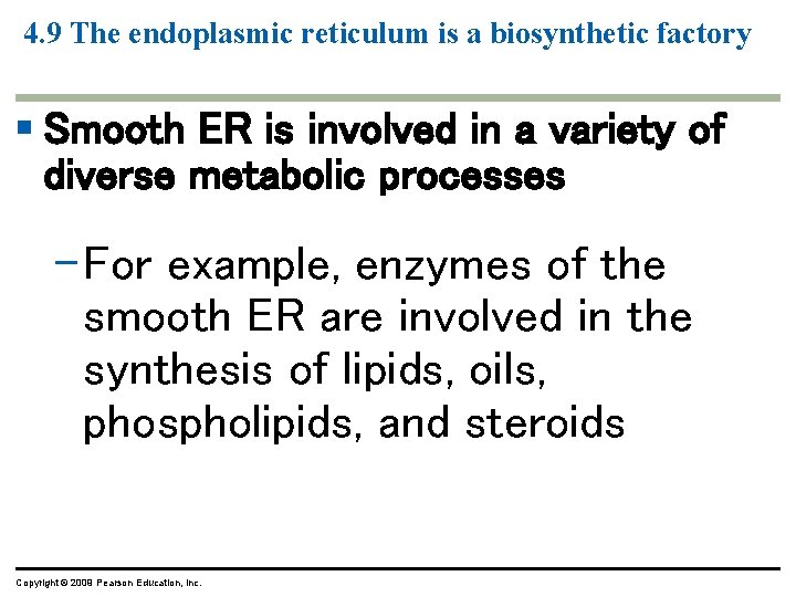 4. 9 The endoplasmic reticulum is a biosynthetic factory § Smooth ER is involved 4. 9 The endoplasmic reticulum is a biosynthetic factory § Smooth ER is involved