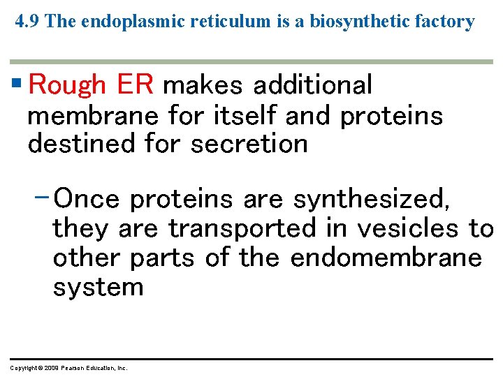 4. 9 The endoplasmic reticulum is a biosynthetic factory § Rough ER makes additional 4. 9 The endoplasmic reticulum is a biosynthetic factory § Rough ER makes additional