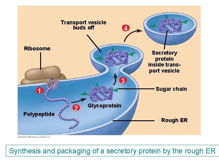 Transport vesicle buds off 4 Ribosome Secretory protein inside transport vesicle 3 Sugar chain Transport vesicle buds off 4 Ribosome Secretory protein inside transport vesicle 3 Sugar chain