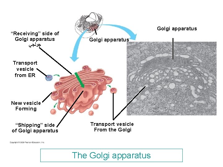“Receiving” side of Golgi apparatus ﺟﻮﻟﺠﻲ Golgi apparatus Transport vesicle from ER New vesicle “Receiving” side of Golgi apparatus ﺟﻮﻟﺠﻲ Golgi apparatus Transport vesicle from ER New vesicle