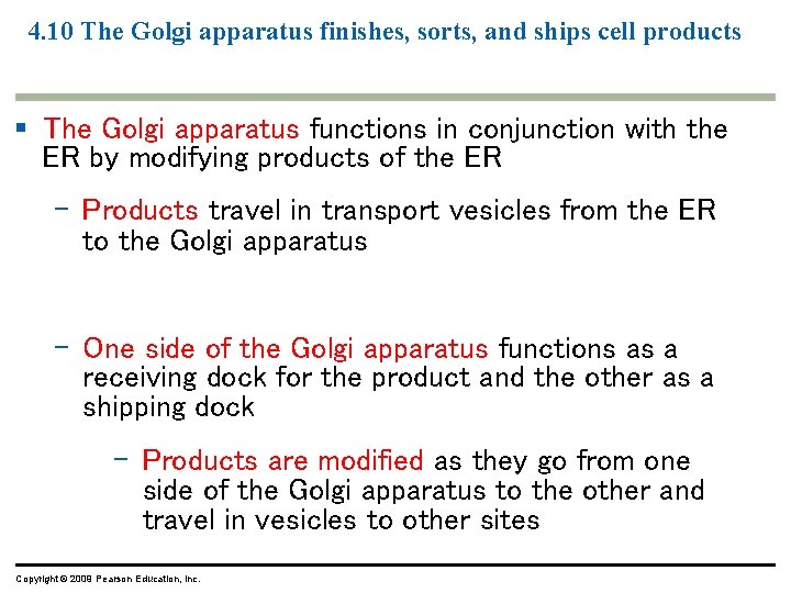 4. 10 The Golgi apparatus finishes, sorts, and ships cell products § The Golgi 4. 10 The Golgi apparatus finishes, sorts, and ships cell products § The Golgi