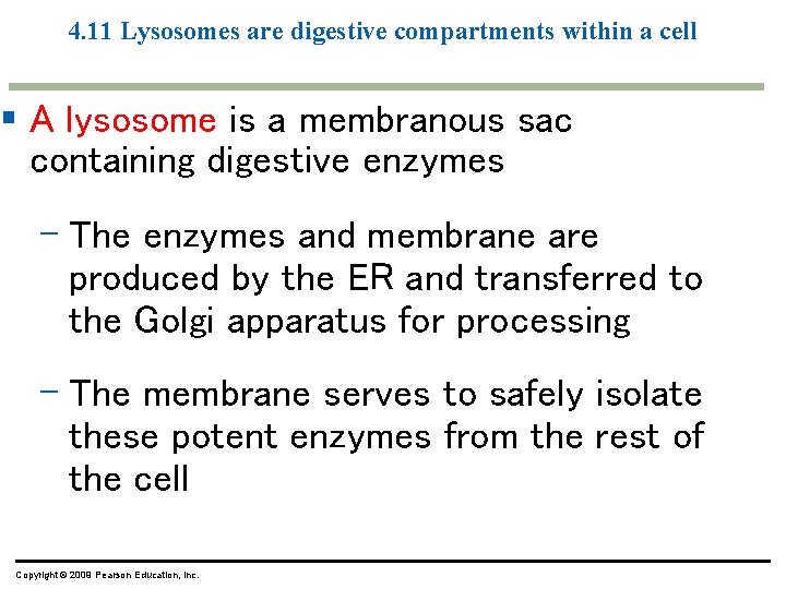4. 11 Lysosomes are digestive compartments within a cell § A lysosome is a 4. 11 Lysosomes are digestive compartments within a cell § A lysosome is a
