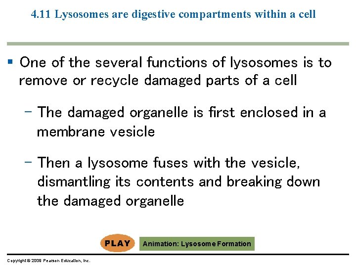 4. 11 Lysosomes are digestive compartments within a cell § One of the several 4. 11 Lysosomes are digestive compartments within a cell § One of the several