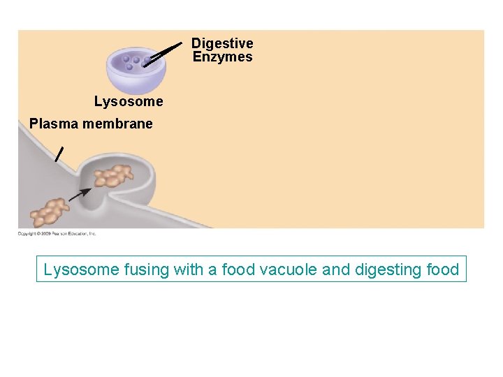 Digestive Enzymes Lysosome Plasma membrane Lysosome fusing with a food vacuole and digesting food Digestive Enzymes Lysosome Plasma membrane Lysosome fusing with a food vacuole and digesting food