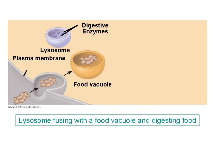 Digestive Enzymes Lysosome Plasma membrane Food vacuole Lysosome fusing with a food vacuole and Digestive Enzymes Lysosome Plasma membrane Food vacuole Lysosome fusing with a food vacuole and