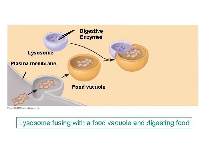 Digestive Enzymes Lysosome Plasma membrane Food vacuole Lysosome fusing with a food vacuole and Digestive Enzymes Lysosome Plasma membrane Food vacuole Lysosome fusing with a food vacuole and