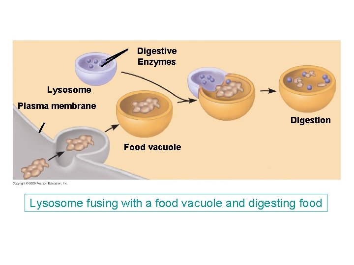 Digestive Enzymes Lysosome Plasma membrane Digestion Food vacuole Lysosome fusing with a food vacuole Digestive Enzymes Lysosome Plasma membrane Digestion Food vacuole Lysosome fusing with a food vacuole