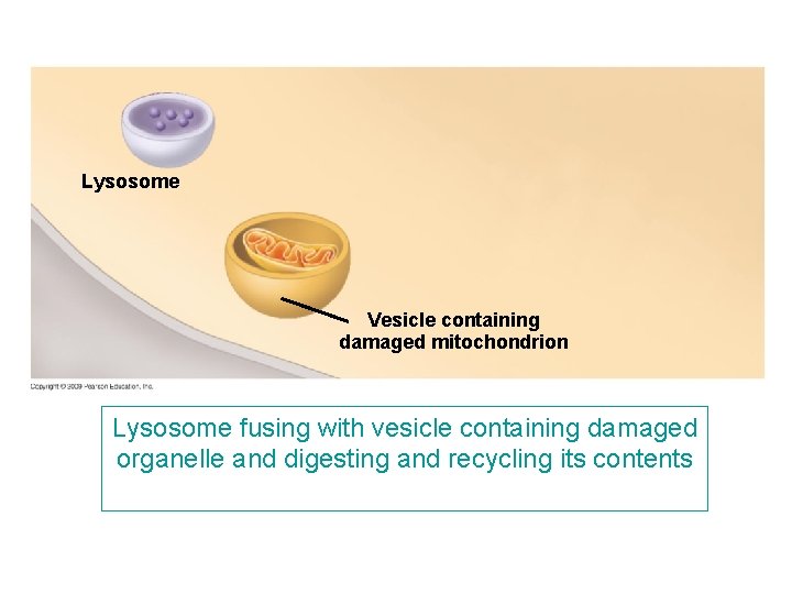 Lysosome Vesicle containing damaged mitochondrion Lysosome fusing with vesicle containing damaged organelle and digesting Lysosome Vesicle containing damaged mitochondrion Lysosome fusing with vesicle containing damaged organelle and digesting