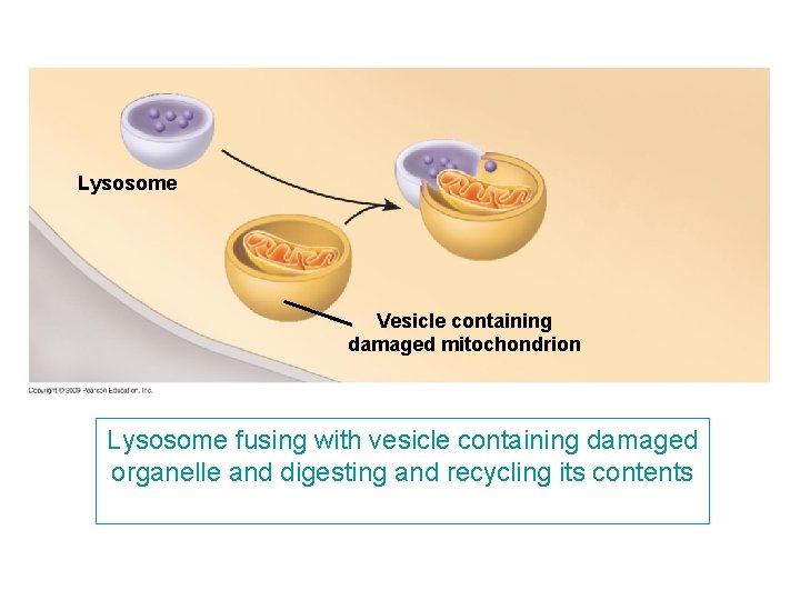 Lysosome Vesicle containing damaged mitochondrion Lysosome fusing with vesicle containing damaged organelle and digesting Lysosome Vesicle containing damaged mitochondrion Lysosome fusing with vesicle containing damaged organelle and digesting