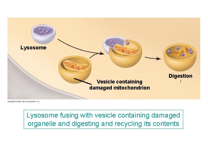 Lysosome Vesicle containing damaged mitochondrion Digestion ﺍ Lysosome fusing with vesicle containing damaged organelle Lysosome Vesicle containing damaged mitochondrion Digestion ﺍ Lysosome fusing with vesicle containing damaged organelle