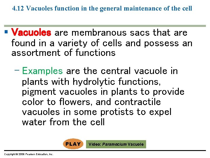 4. 12 Vacuoles function in the general maintenance of the cell § Vacuoles are 4. 12 Vacuoles function in the general maintenance of the cell § Vacuoles are