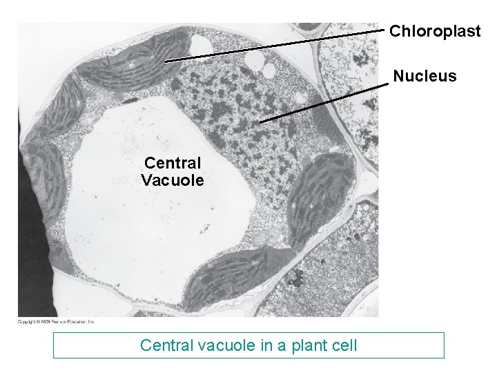 Chloroplast Nucleus Central Vacuole Central vacuole in a plant cell Chloroplast Nucleus Central Vacuole Central vacuole in a plant cell