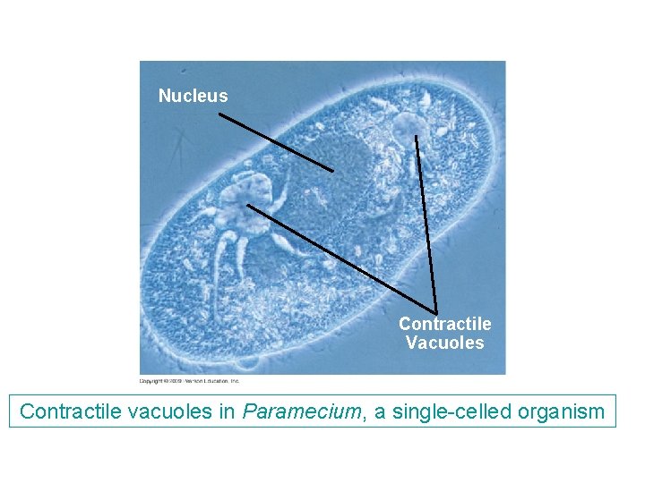 Nucleus Contractile Vacuoles Contractile vacuoles in Paramecium, a single-celled organism Nucleus Contractile Vacuoles Contractile vacuoles in Paramecium, a single-celled organism