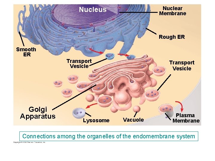 Nuclear Membrane Nucleus Rough ER Smooth ER Transport Vesicle Golgi Apparatus Lysosome Transport Vesicle Nuclear Membrane Nucleus Rough ER Smooth ER Transport Vesicle Golgi Apparatus Lysosome Transport Vesicle