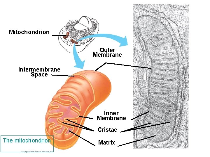 Mitochondrion Outer Membrane Intermembrane Space Inner Membrane Cristae The mitochondrion Matrix Mitochondrion Outer Membrane Intermembrane Space Inner Membrane Cristae The mitochondrion Matrix
