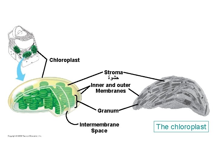 Chloroplast Stroma ﺣﺸﻮﺓ Inner and outer Membranes Granum Intermembrane Space The chloroplast Chloroplast Stroma ﺣﺸﻮﺓ Inner and outer Membranes Granum Intermembrane Space The chloroplast
