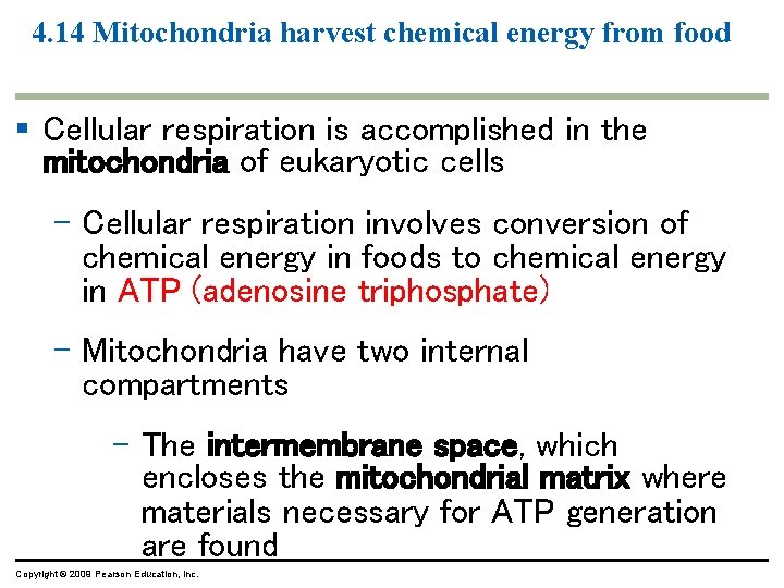 4. 14 Mitochondria harvest chemical energy from food § Cellular respiration is accomplished in 4. 14 Mitochondria harvest chemical energy from food § Cellular respiration is accomplished in