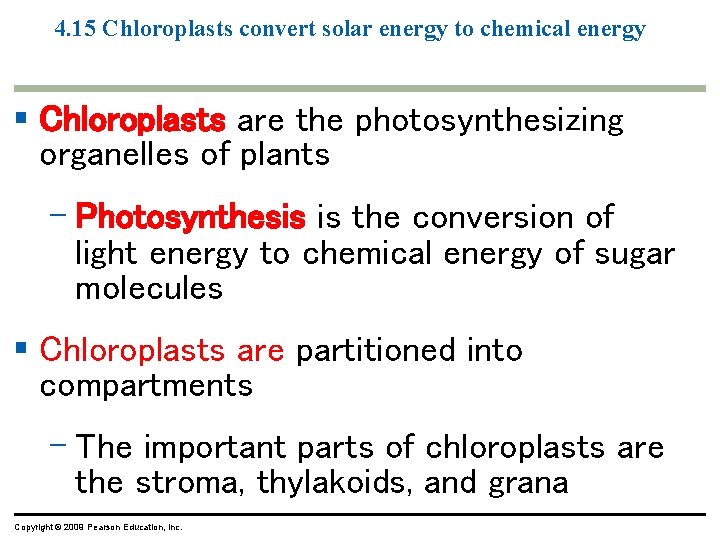 4. 15 Chloroplasts convert solar energy to chemical energy § Chloroplasts are the photosynthesizing 4. 15 Chloroplasts convert solar energy to chemical energy § Chloroplasts are the photosynthesizing