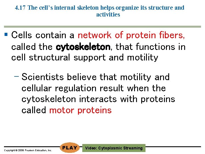 4. 17 The cell’s internal skeleton helps organize its structure and activities § Cells 4. 17 The cell’s internal skeleton helps organize its structure and activities § Cells