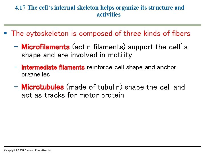 4. 17 The cell’s internal skeleton helps organize its structure and activities § The 4. 17 The cell’s internal skeleton helps organize its structure and activities § The