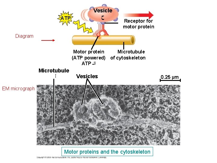 ATP Vesicle ﺡ Receptor for motor protein Diagram Motor protein Microtubule (ATP powered) of ATP Vesicle ﺡ Receptor for motor protein Diagram Motor protein Microtubule (ATP powered) of