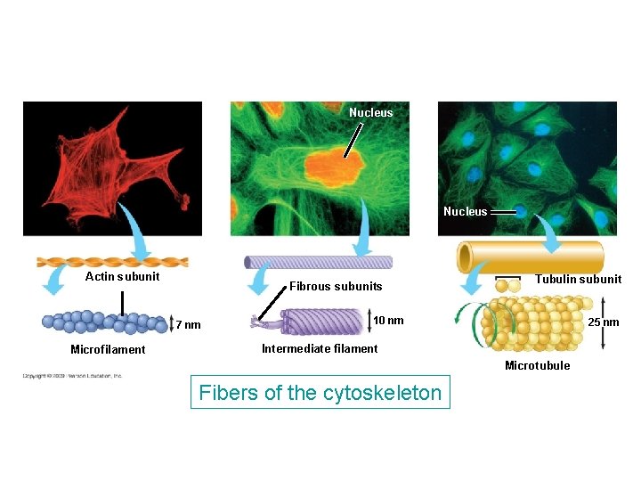 Nucleus Actin subunit Fibrous subunits 7 nm Microfilament Tubulin subunit 10 nm 25 nm Nucleus Actin subunit Fibrous subunits 7 nm Microfilament Tubulin subunit 10 nm 25 nm