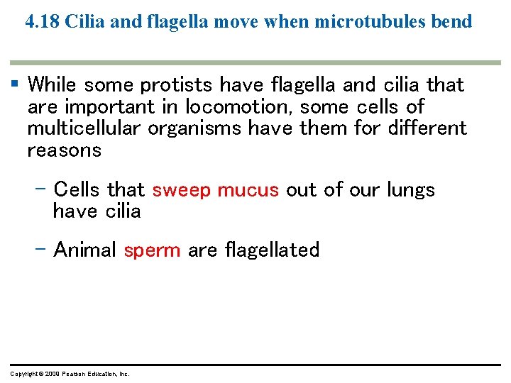 4. 18 Cilia and flagella move when microtubules bend § While some protists have 4. 18 Cilia and flagella move when microtubules bend § While some protists have