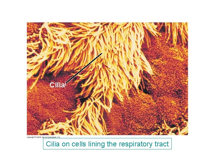 Cilia ﺃ Cilia on cells lining the respiratory tract Cilia ﺃ Cilia on cells lining the respiratory tract