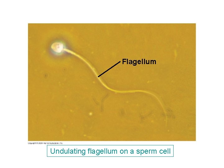 Flagellum Undulating flagellum on a sperm cell Flagellum Undulating flagellum on a sperm cell