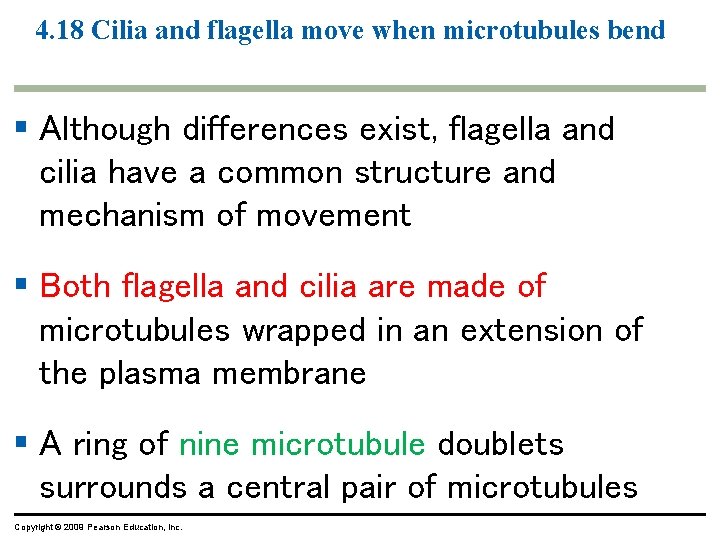 4. 18 Cilia and flagella move when microtubules bend § Although differences exist, flagella 4. 18 Cilia and flagella move when microtubules bend § Although differences exist, flagella