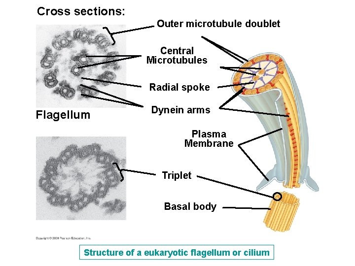 Cross sections: Outer microtubule doublet Central Microtubules Radial spoke Flagellum Dynein arms Plasma Membrane Cross sections: Outer microtubule doublet Central Microtubules Radial spoke Flagellum Dynein arms Plasma Membrane