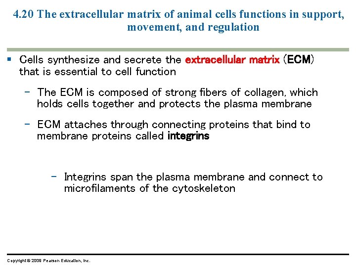 4. 20 The extracellular matrix of animal cells functions in support, movement, and regulation 4. 20 The extracellular matrix of animal cells functions in support, movement, and regulation